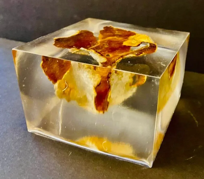 The mandarin peel, kept; from Igal Kaptsan's archive of sculpture projects with Frank Stella